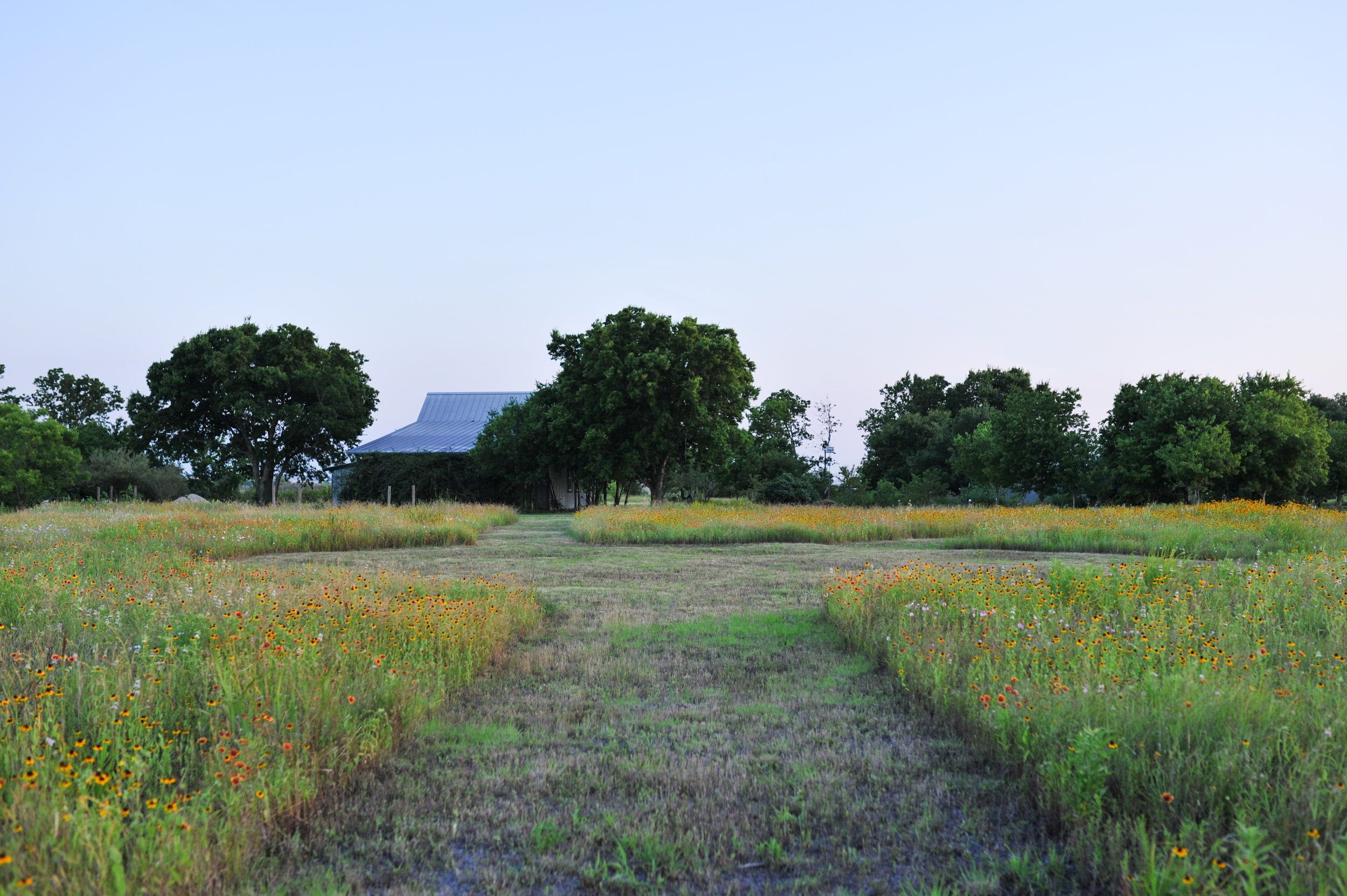 Grassdale wildflower field copy 2.jpg