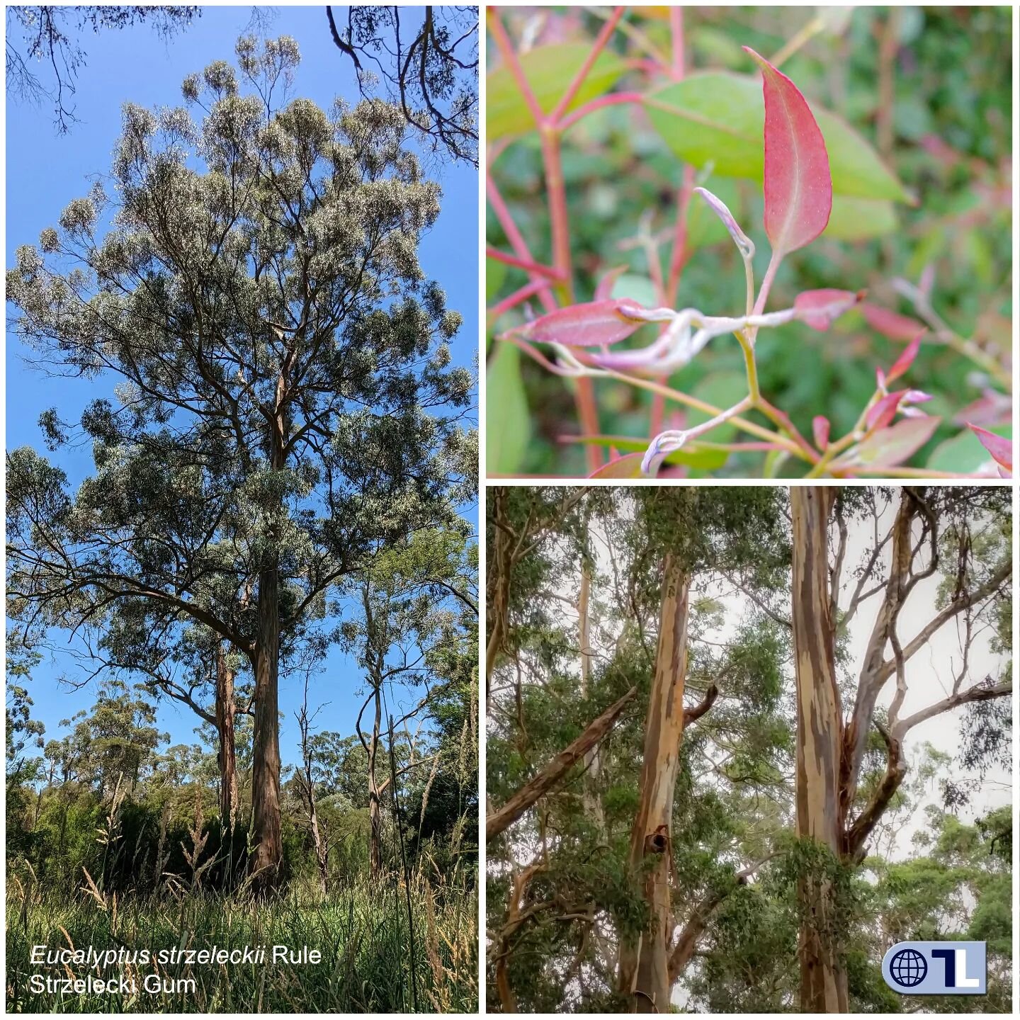 Strzelecki Gum (strez-el-eki) is a threatened and protected eucalypt in the south east of Australia. Correctly identifying it is critical for protecting and managing it, but that can be a challenge as it is superficially similar to other species of E