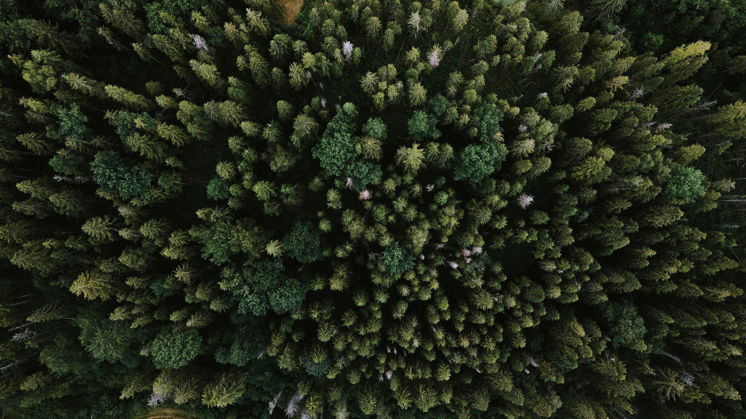 pexels-olenkabohovyk-5345029.jpg