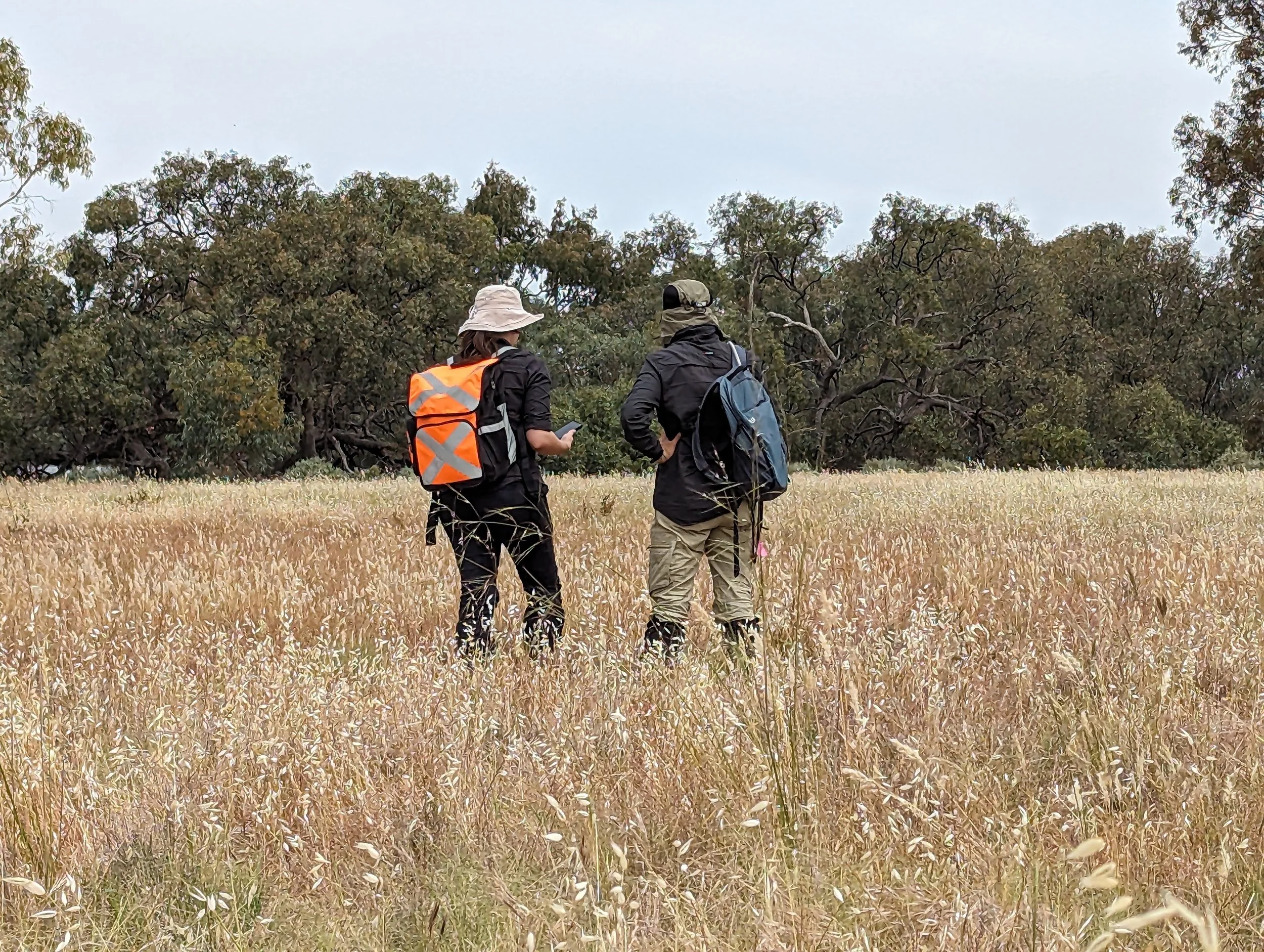 A glossary of terms for practicing ecologists