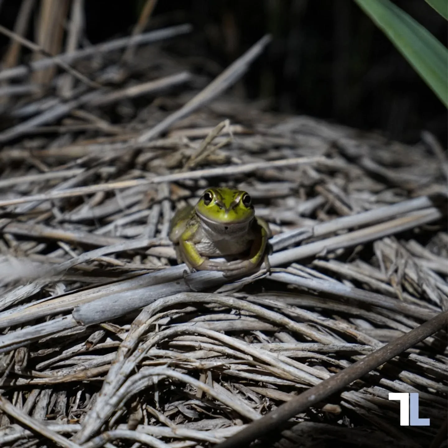 This good little growler is absolutely feeling the Friday vibes 🐸✨

Growling grass frogs are active right now with breeding season underway. And judging by this guy&rsquo;s pose, things are going pretty well.
 
Snapped by TL ecologist Sarah Clark du
