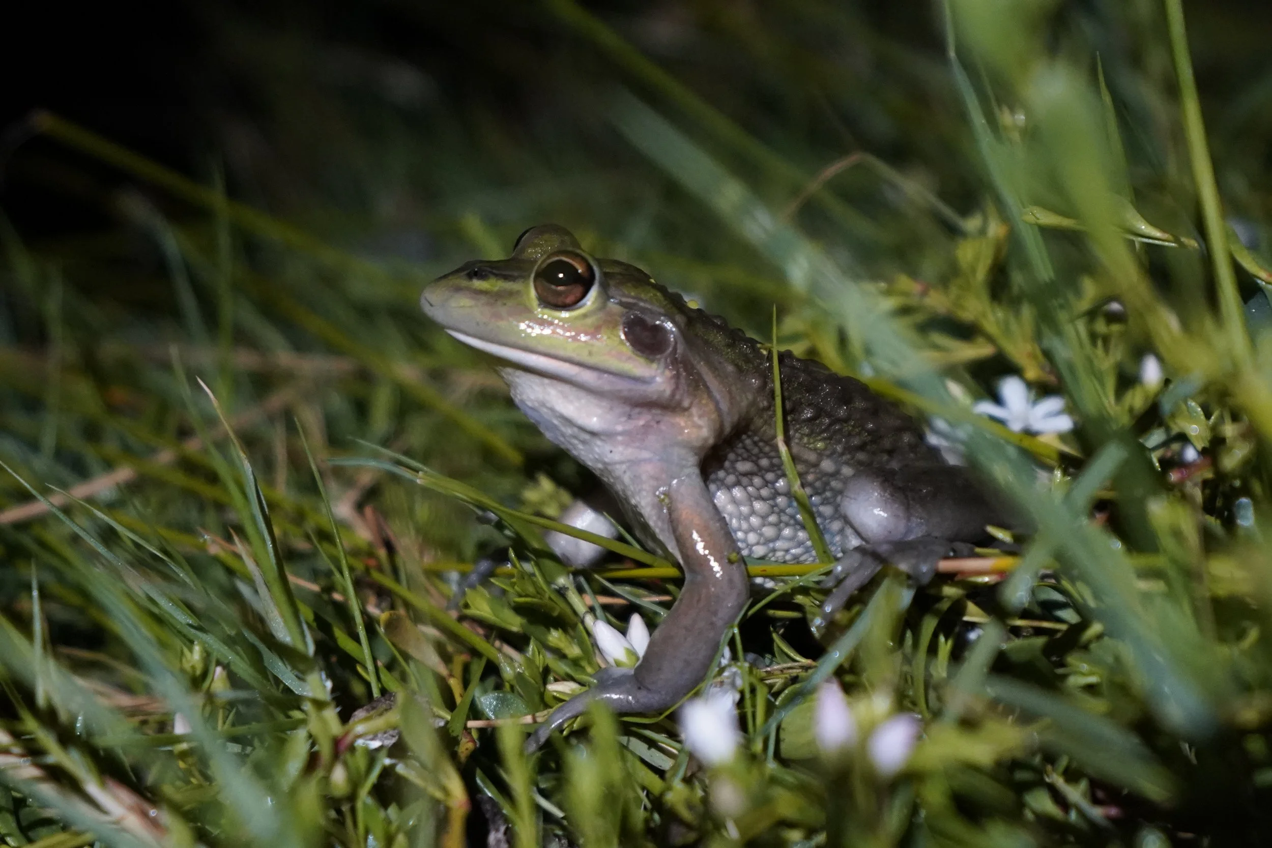 Counting Frogs Isn’t the Hard Part
