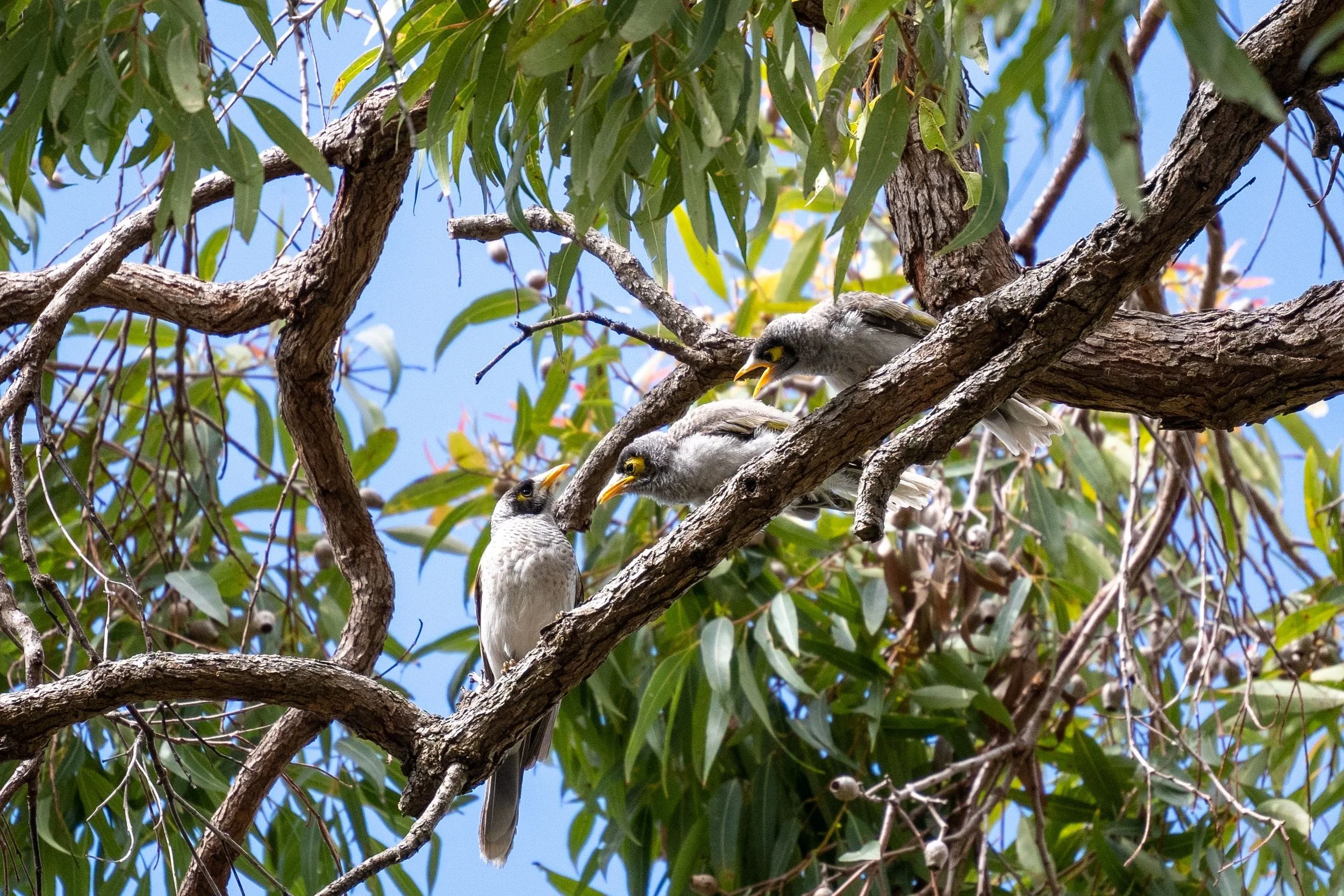 Building a Web GIS Application to Turn Noisy Miner Research into a Decision-Support Tool