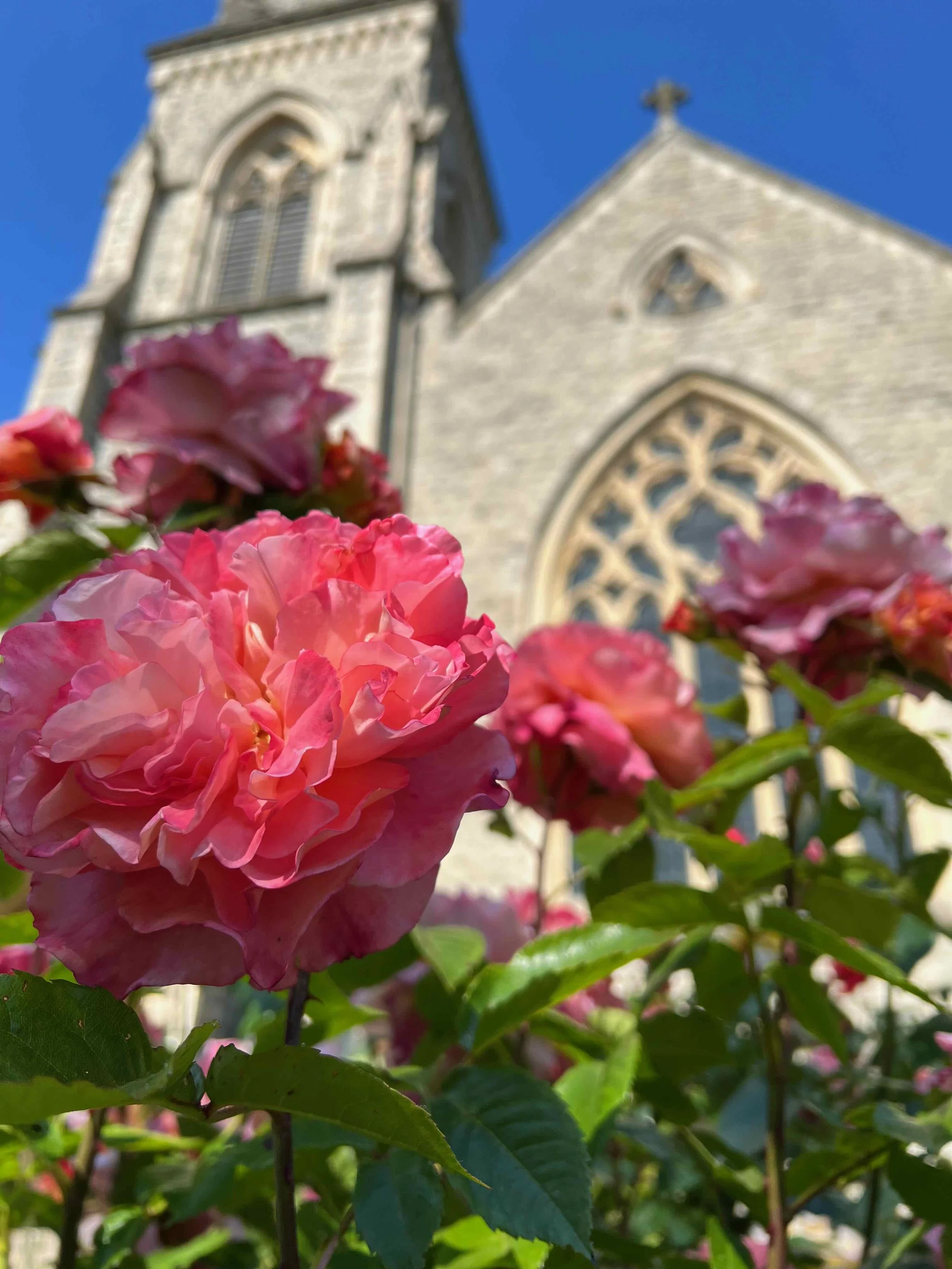 Roses at St Lukes.jpeg