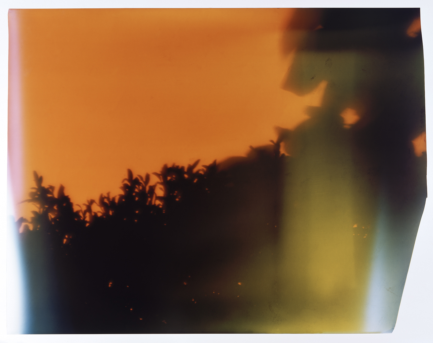 Hecke, Fotogramm auf Farbumkehrpapier