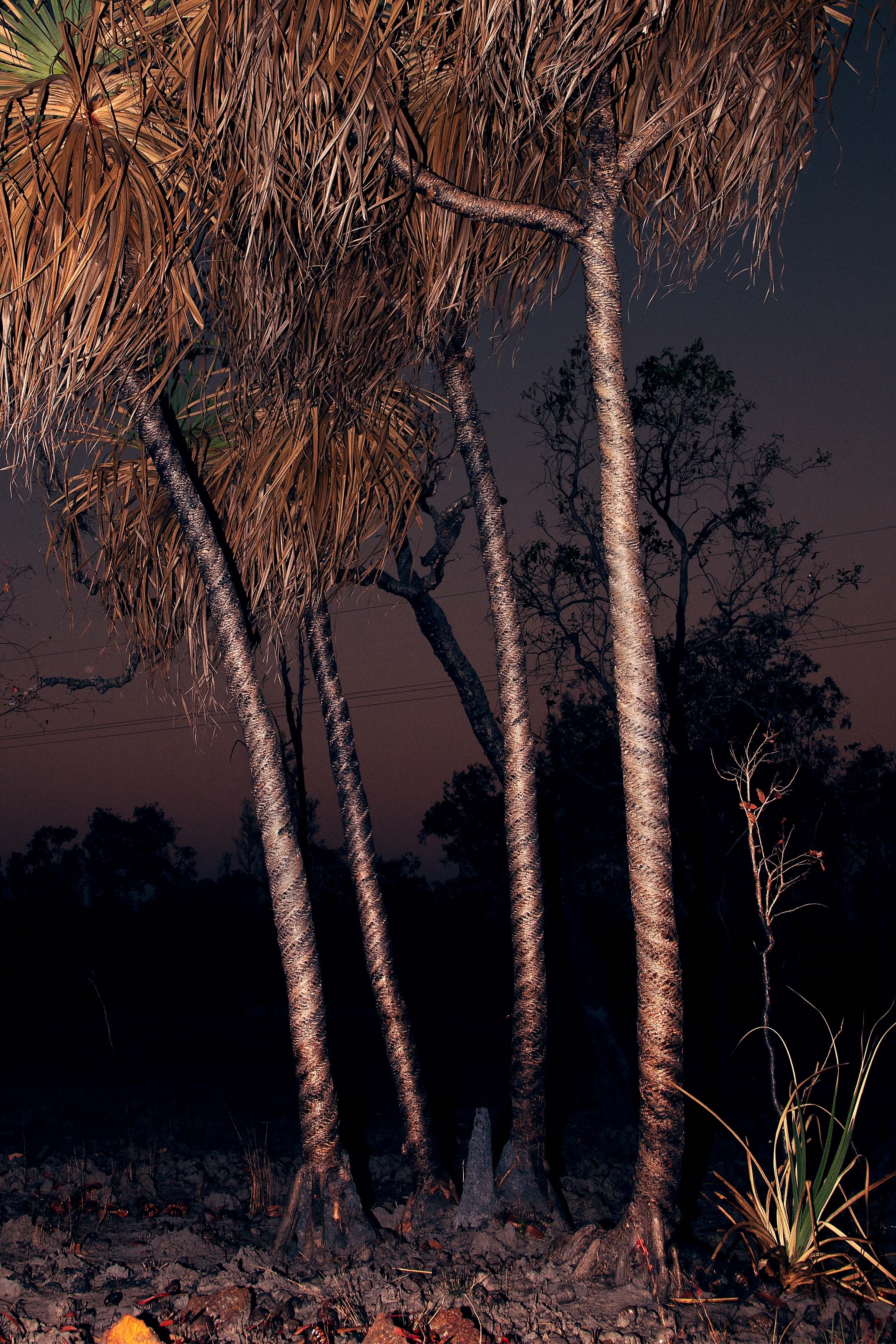   Pandanas trees,  from the series  Humpty Doom . 