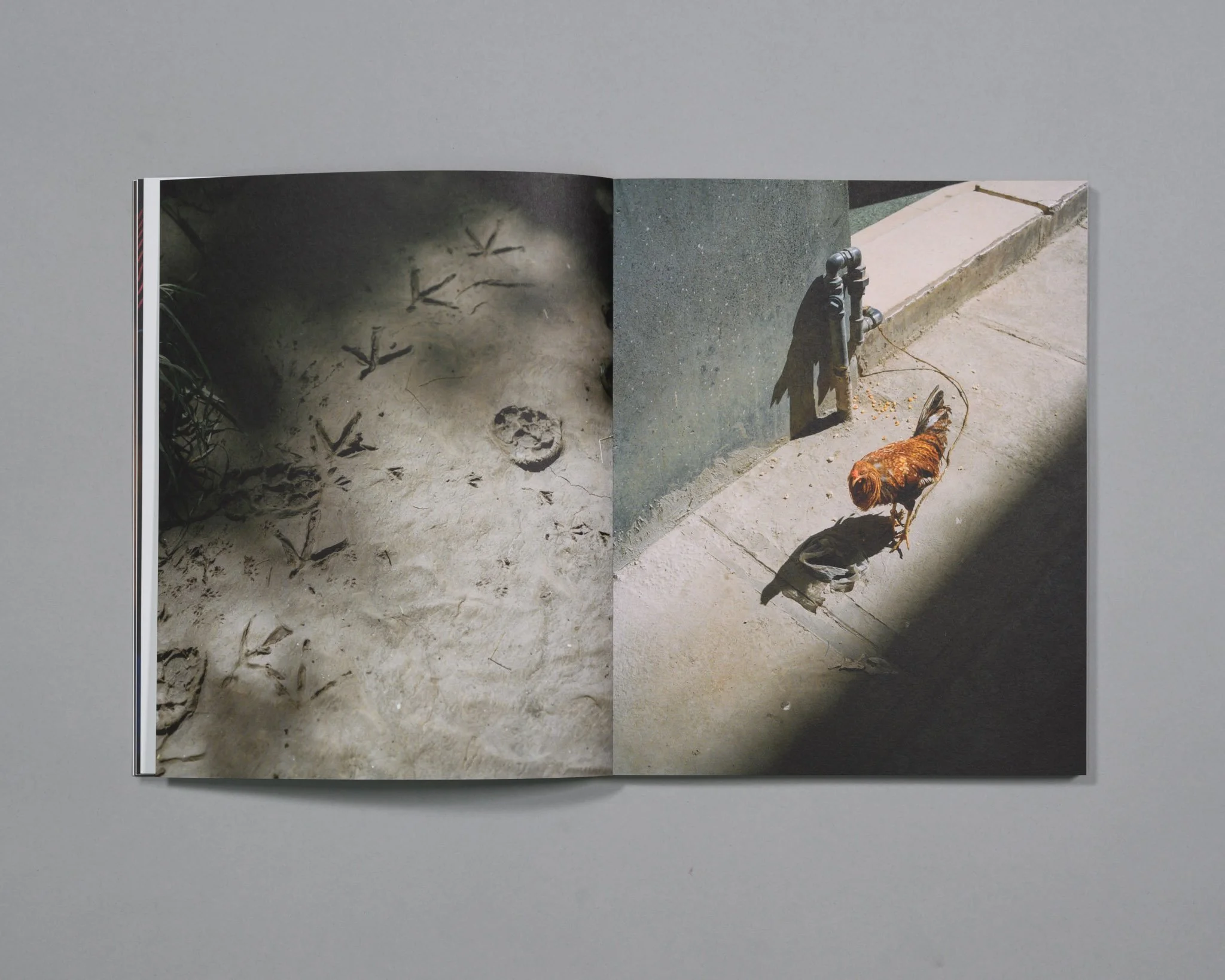   Big Bug , pub Tall Poppy Press, designed by Matt Dunne and Jake Nemirovsky 