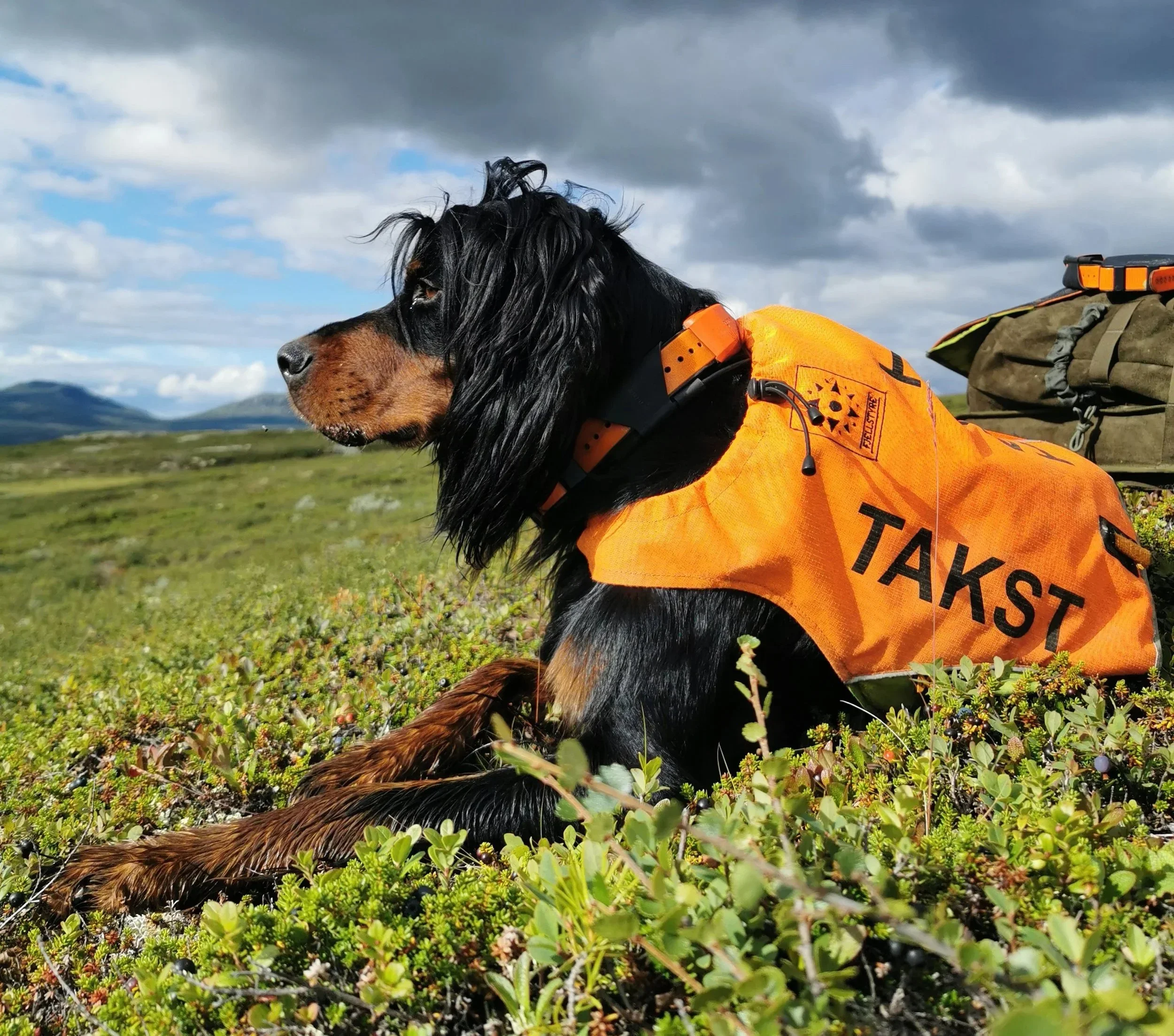 Lirypetaksering starter i dag