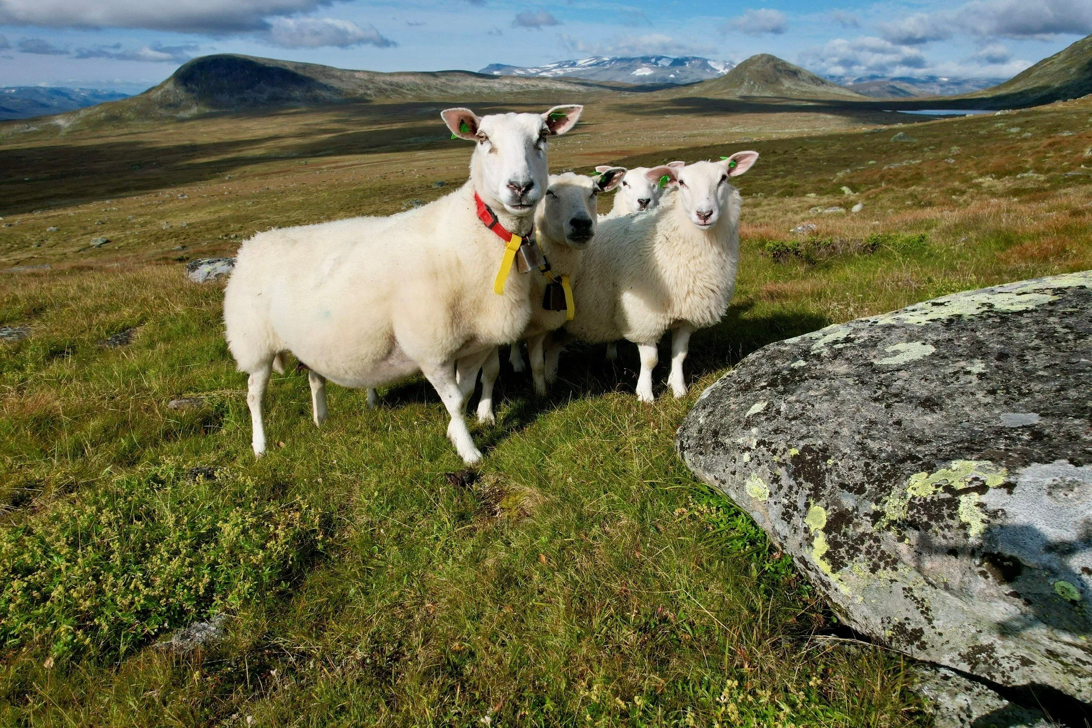 Informasjonsmøte om statsallmenning og regelverk