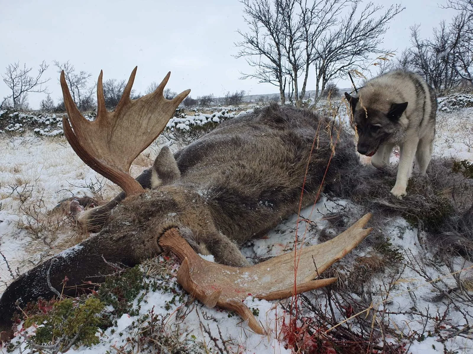 Dagskort storviltjakt