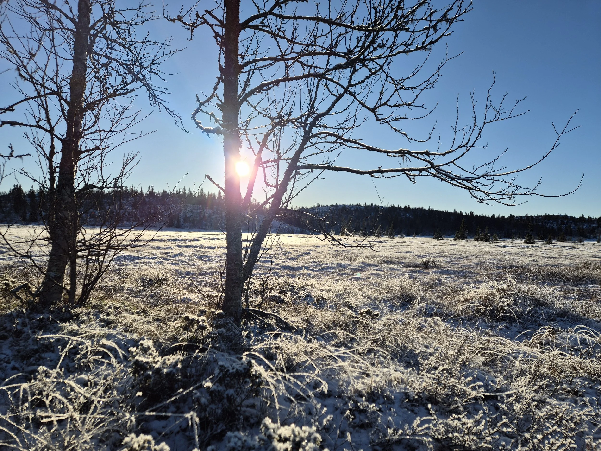 Tidlig vinter.jpg