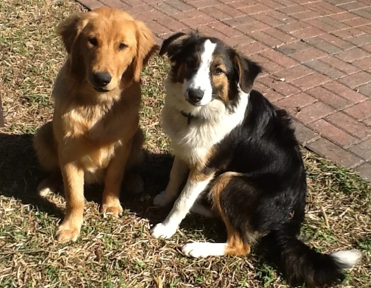 Veterinarian in Victor, NY Victor Vet Care