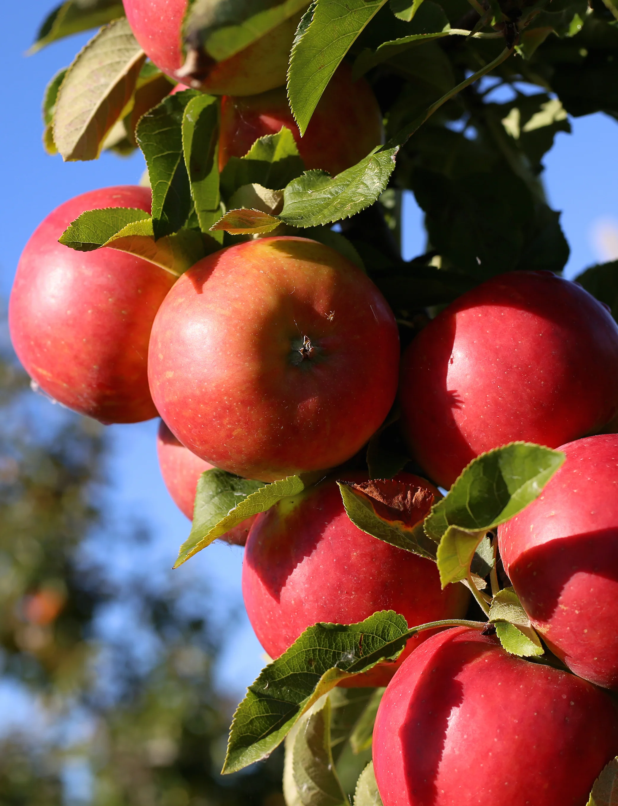 apples.jpeg