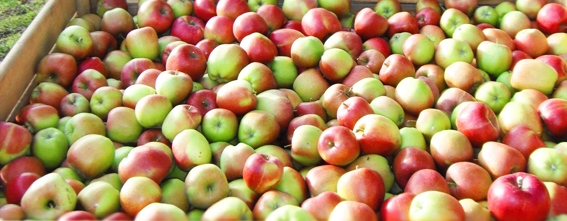 bins-of-apples.jpg