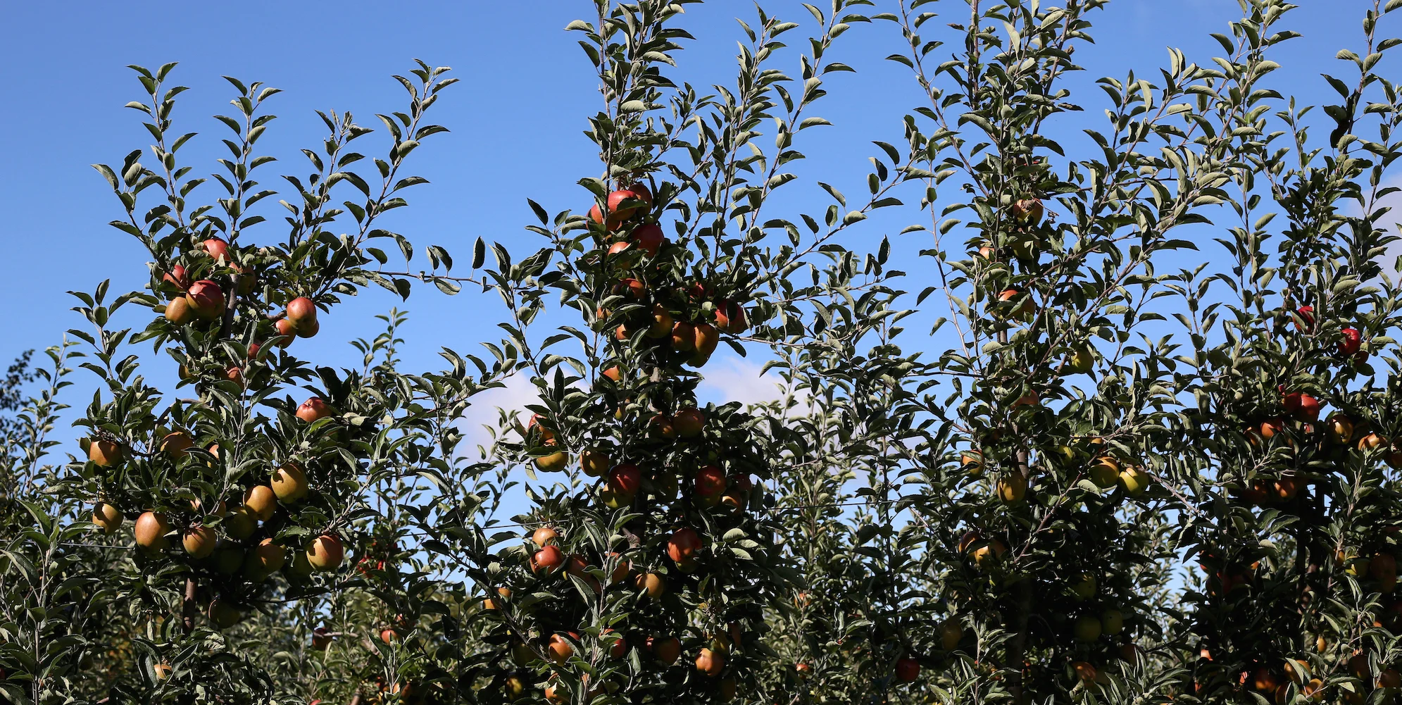 Cotchel orchards.jpeg
