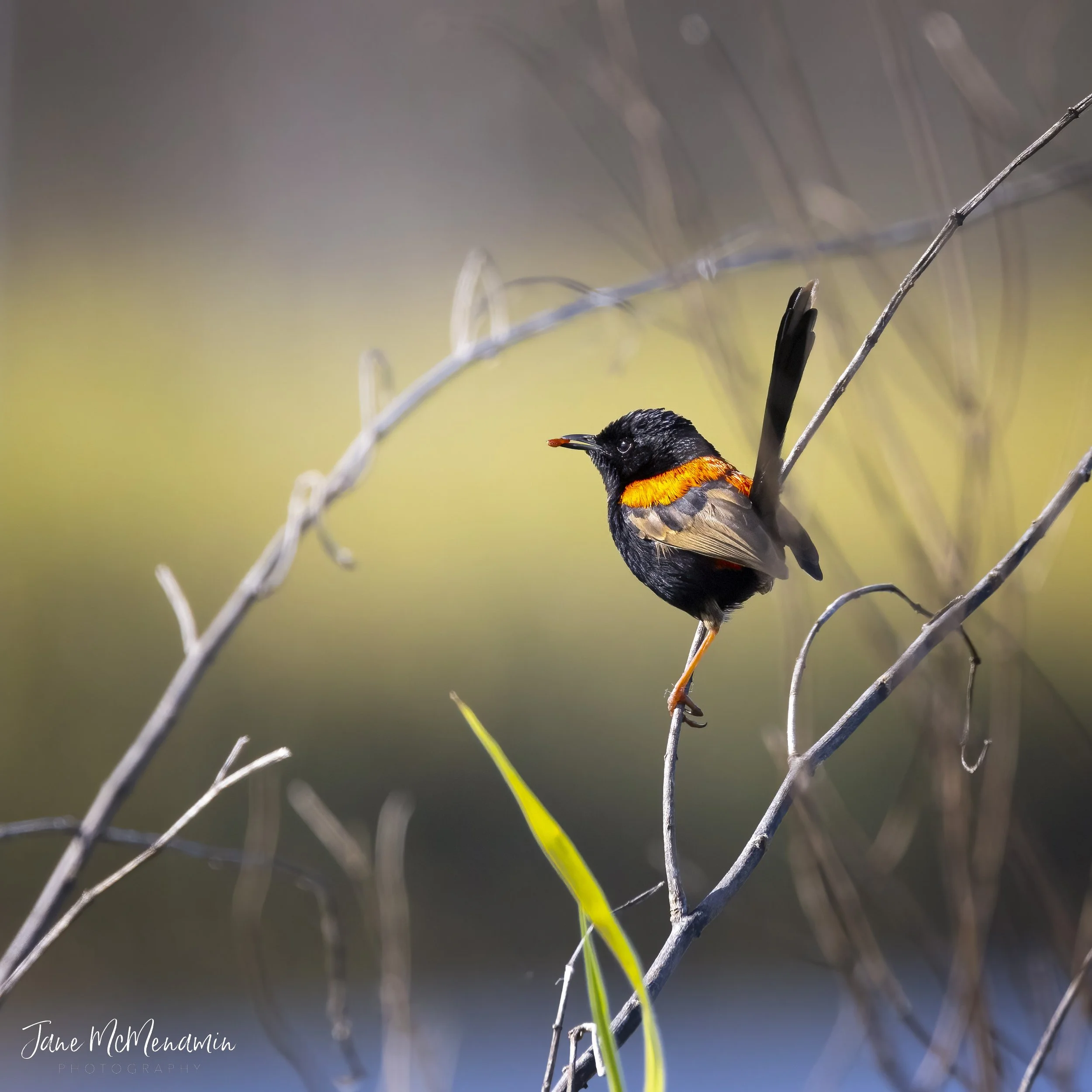 Red backed fairy wren.jpg
