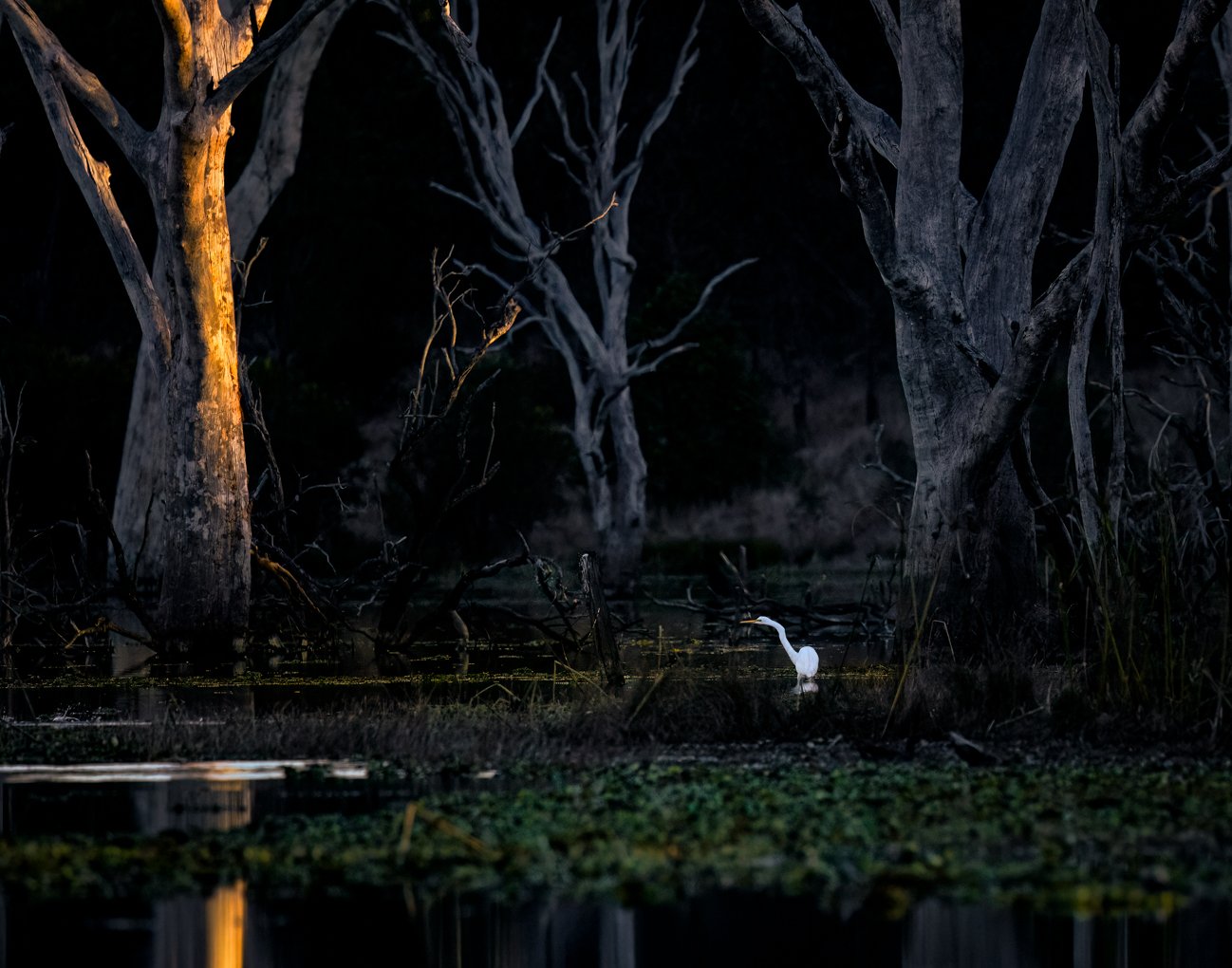 Egrets Last Light.jpg