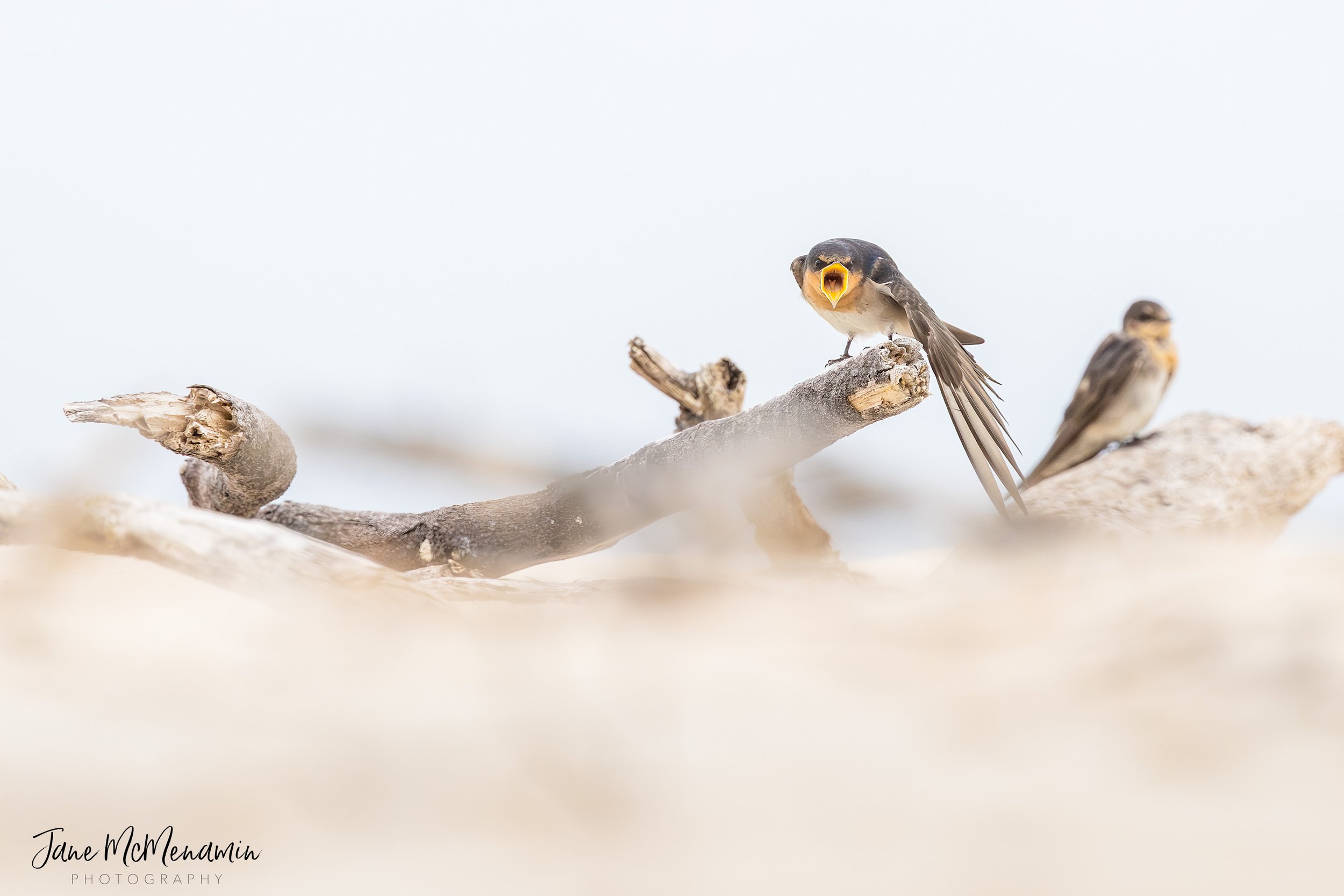 Demanding Welcome Swallow.jpg