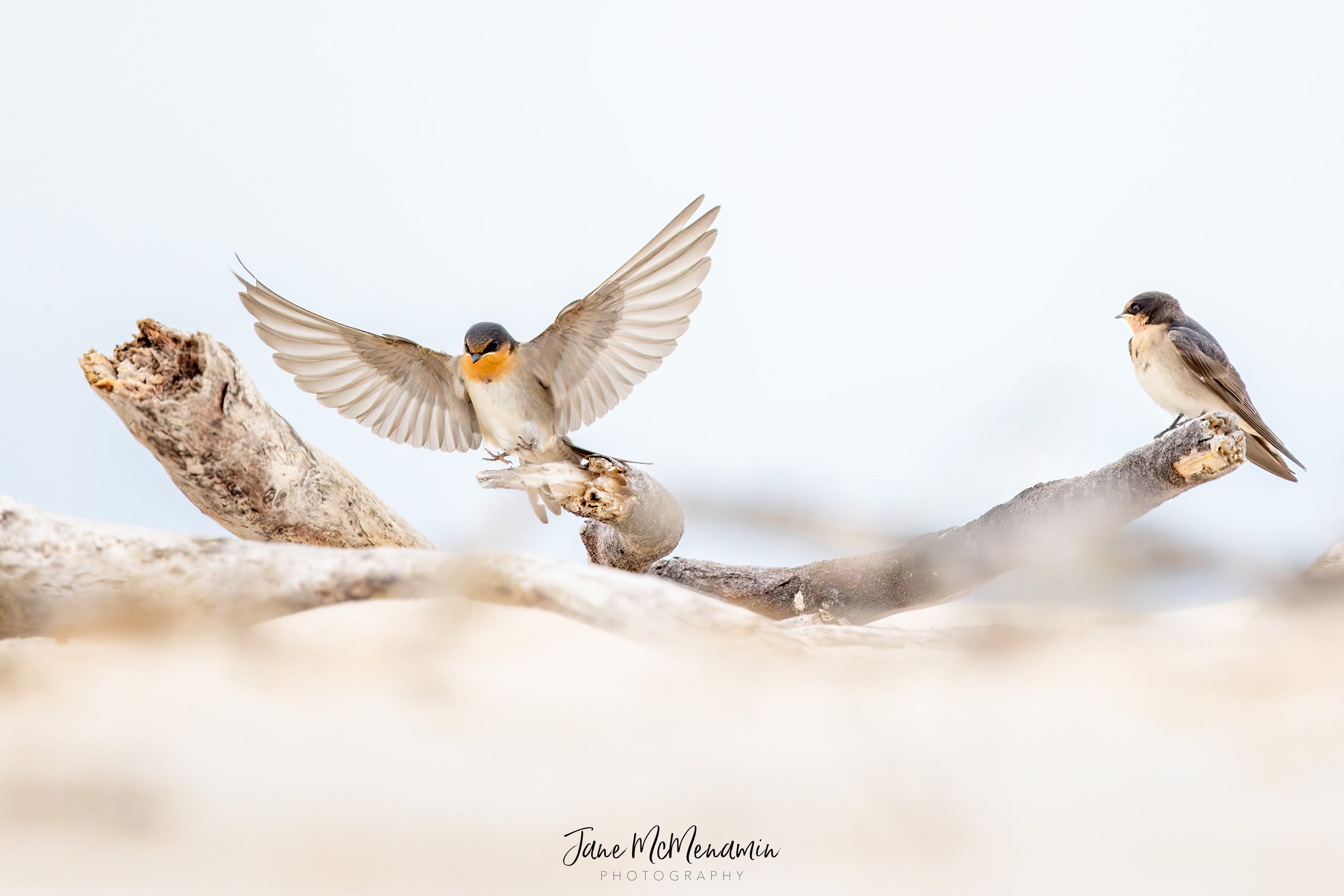 Demanding Welcome Swallow 2.jpg