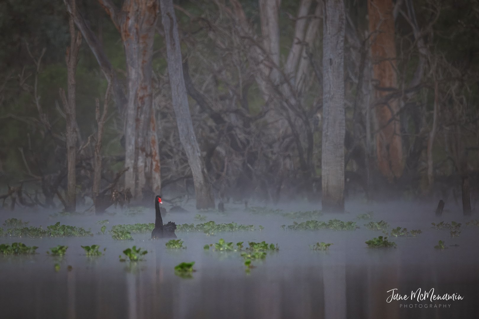 Swan in Fog.jpg
