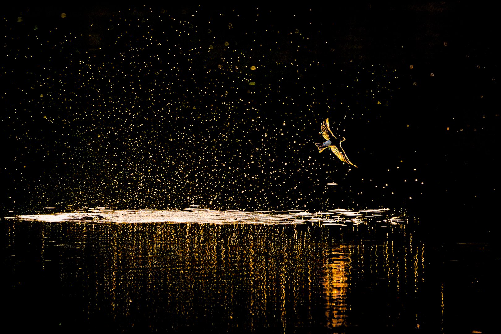 _50A1607-Final-Edit.jpg