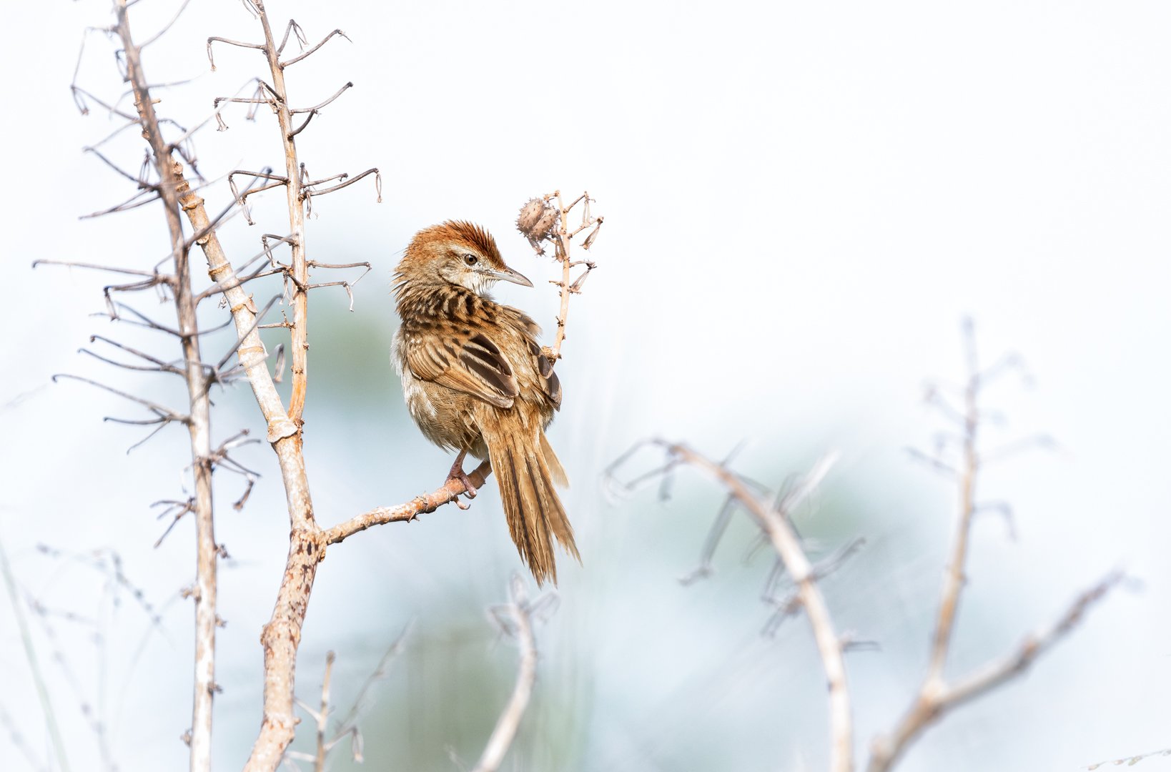 _50A2670 My Best Side-Edit.jpg