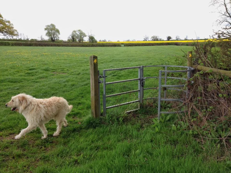 Russell Lomas laments the fact his dog still walked up to it at first and waited for this to be opened for him.