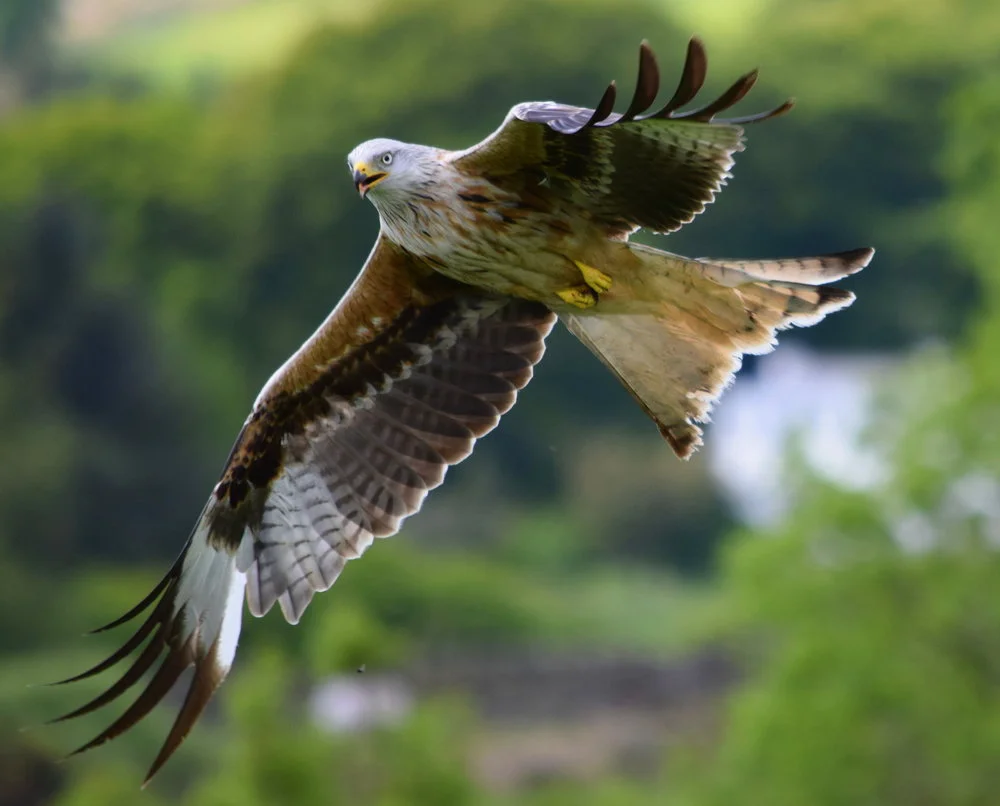 e7869-redkiteindumfries26galloway.jpg
