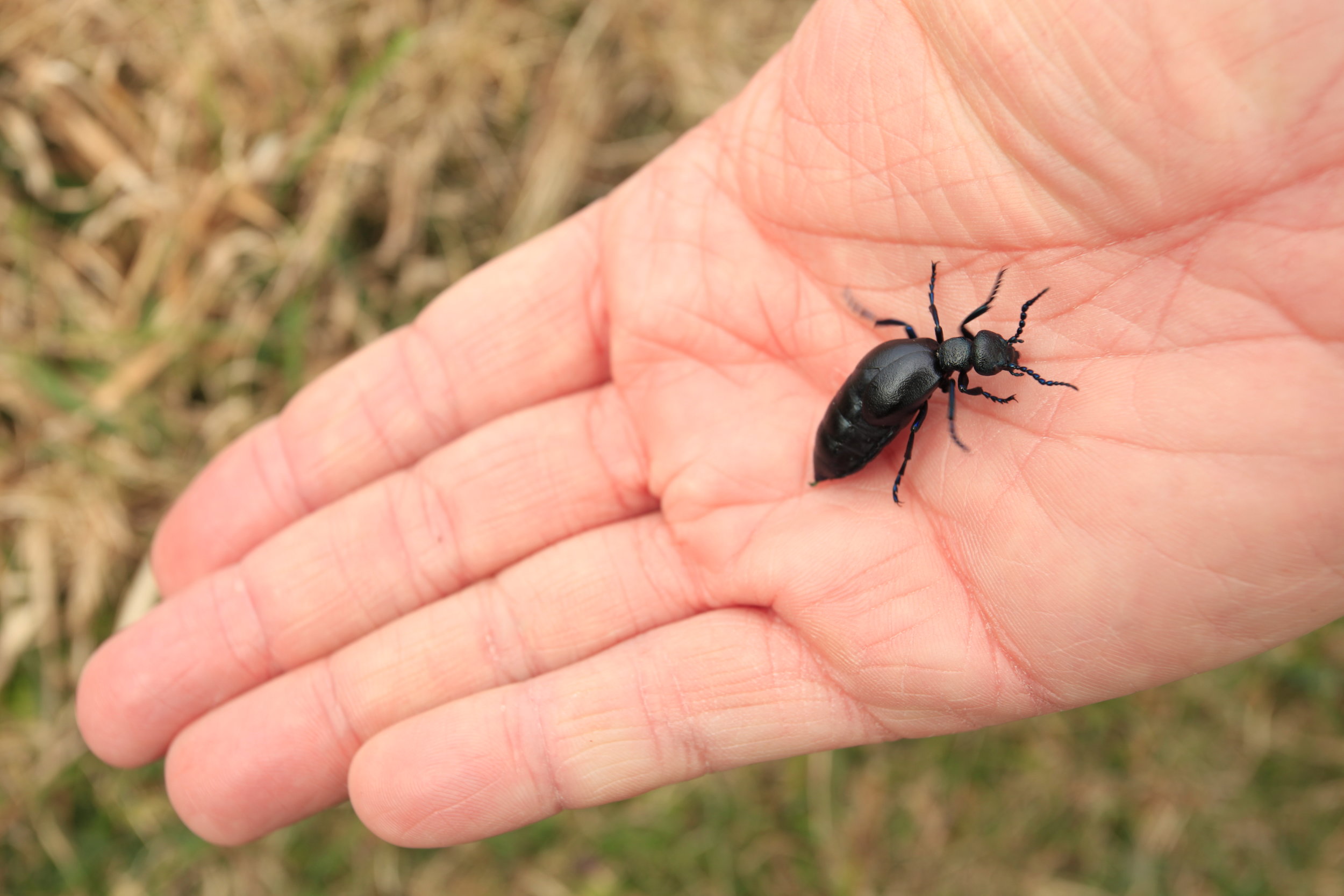 148Oil Beetle Overton Cliff area Heading for Rosssili South Wales Gower.jpg