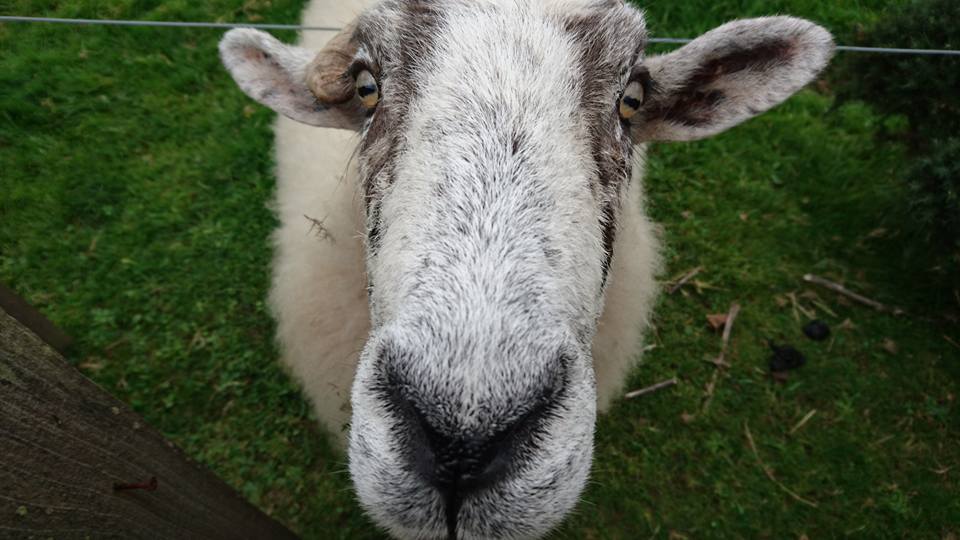 Angela Reed sheep.jpg