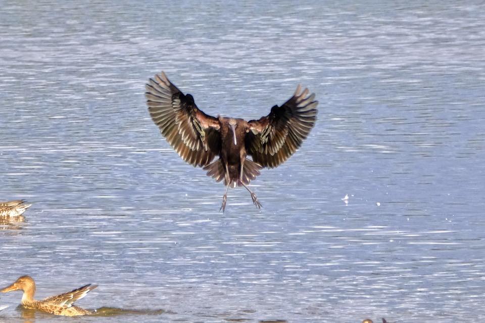 Douglas Dingwall ibis.jpg