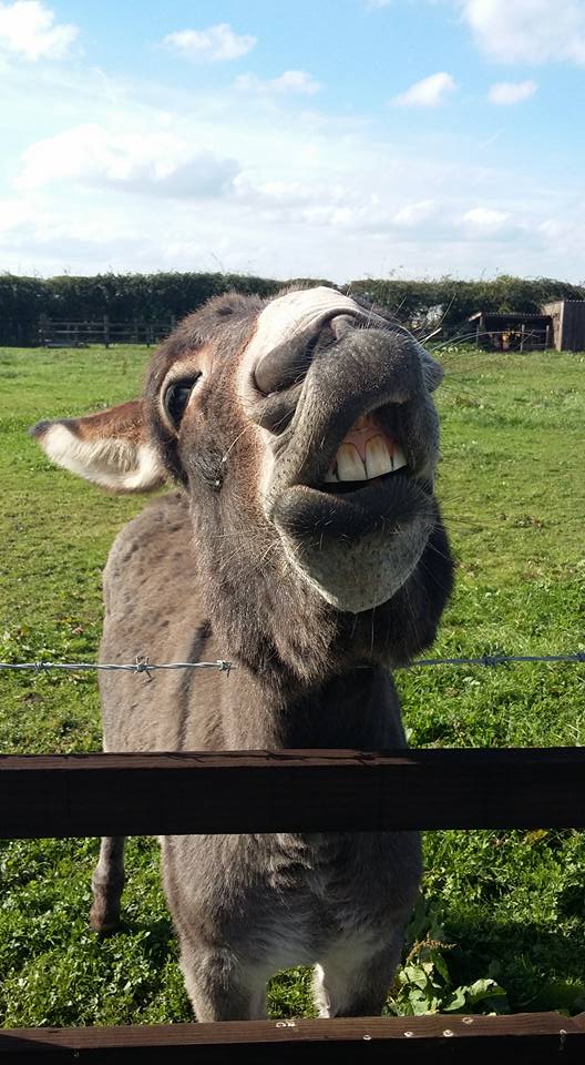 Ian Stephens donkey.jpg
