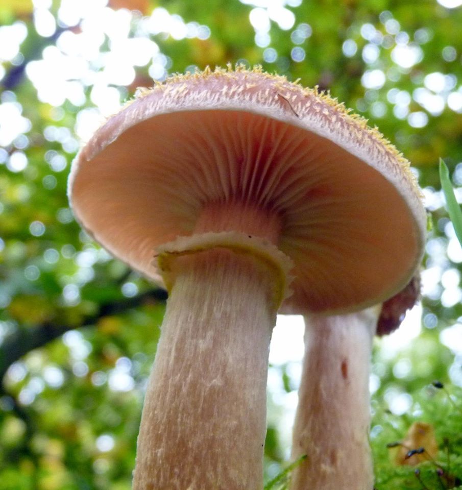 Jane Clelland mushroom.jpg