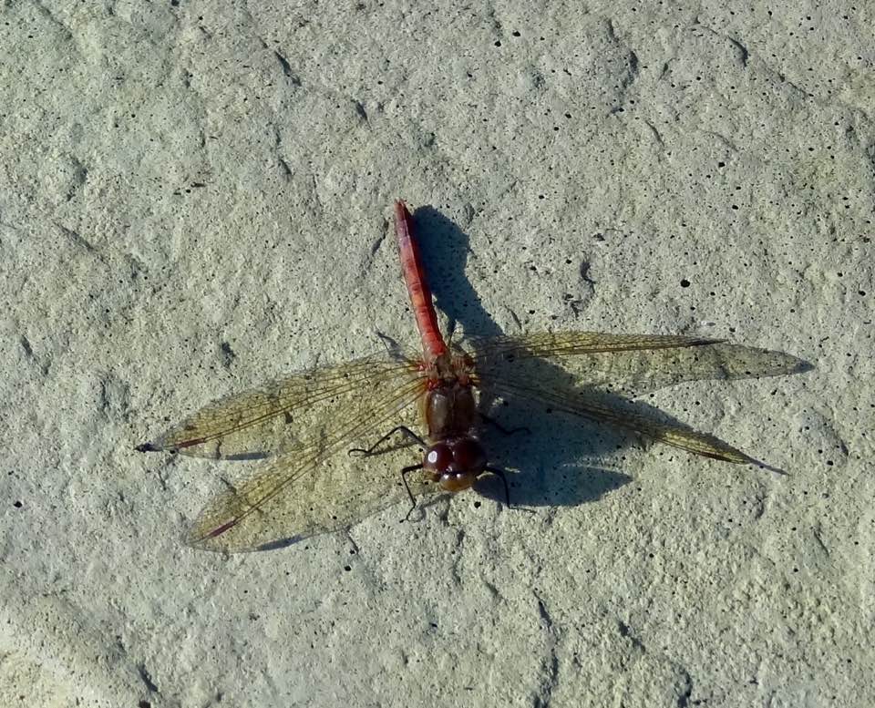 Pamela Wright Brogan dragonfly.jpg