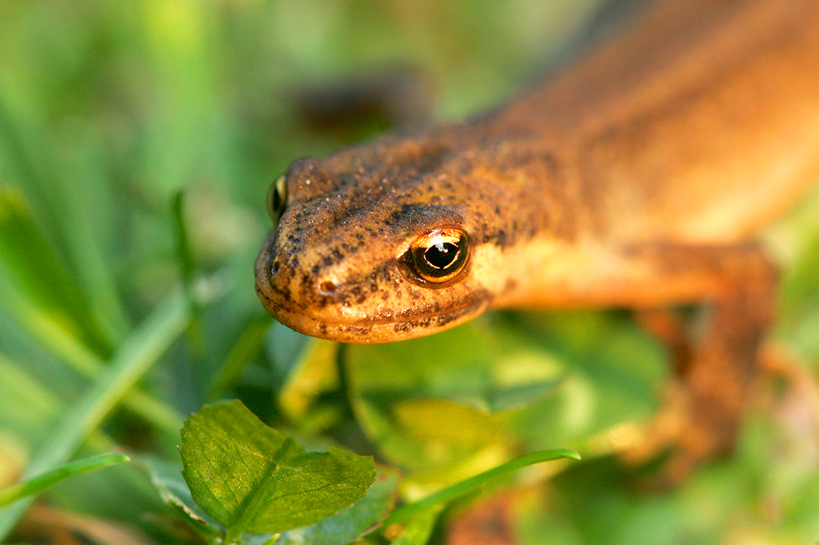 See dancing smooth newts