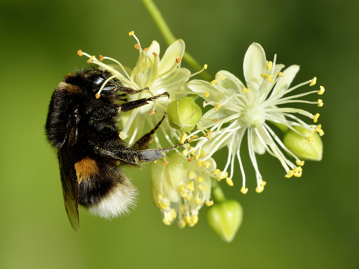 Look for buzzing Queen bees