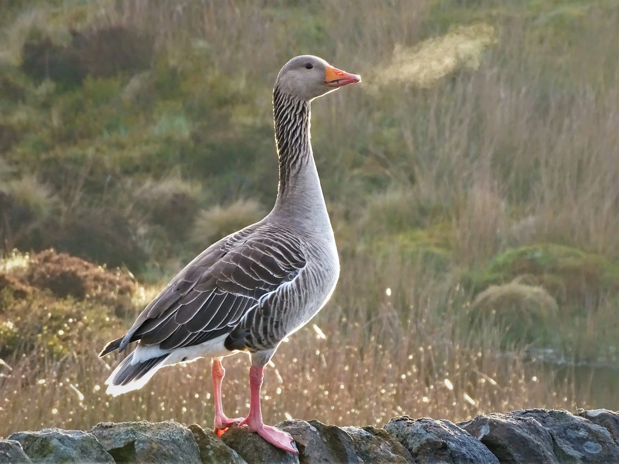 Grey Lag goose breath on a cold morning PB