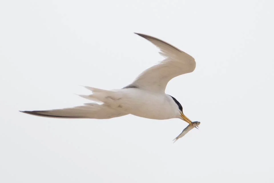 Little tern with fish supper DD