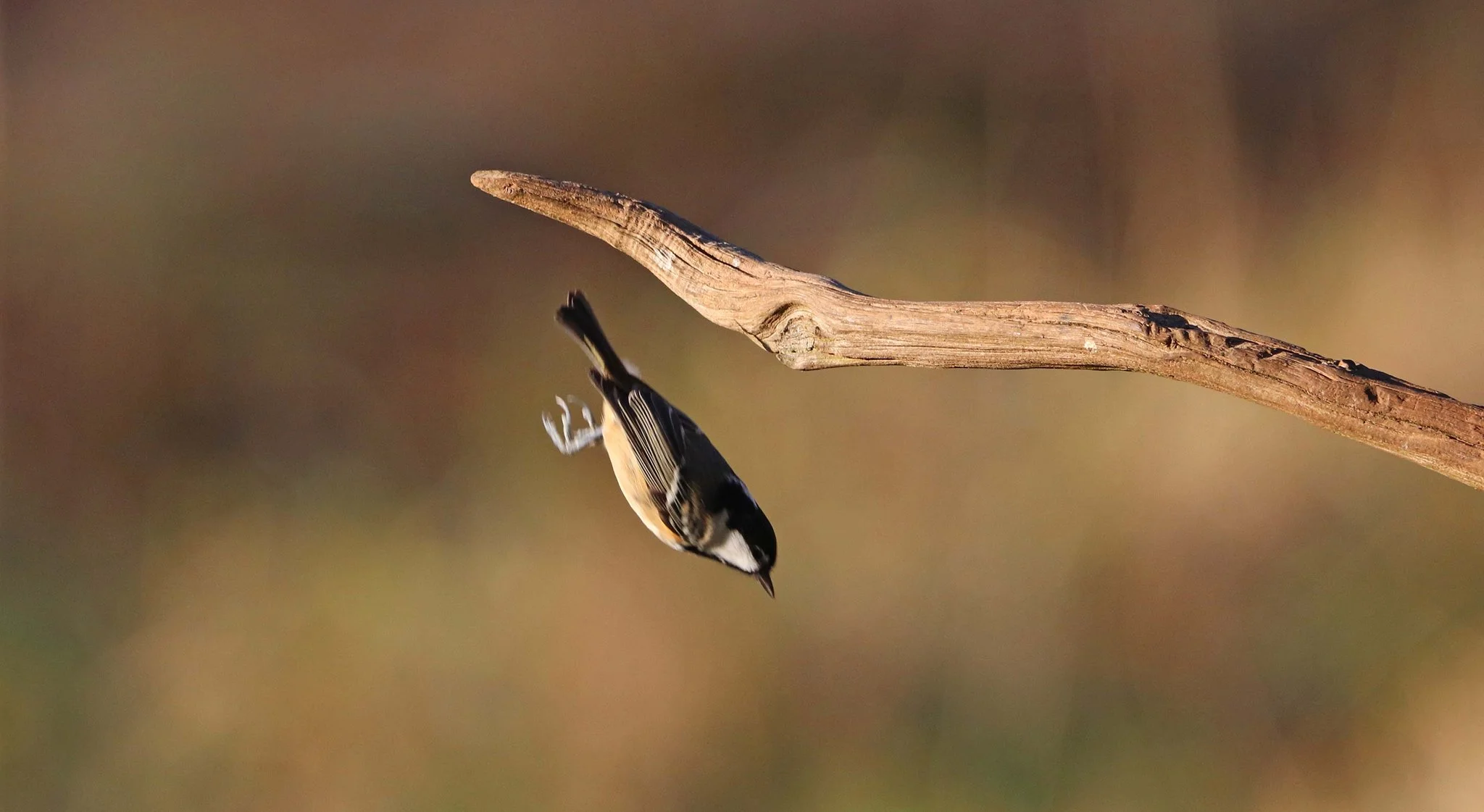 Coal Tit diving SF