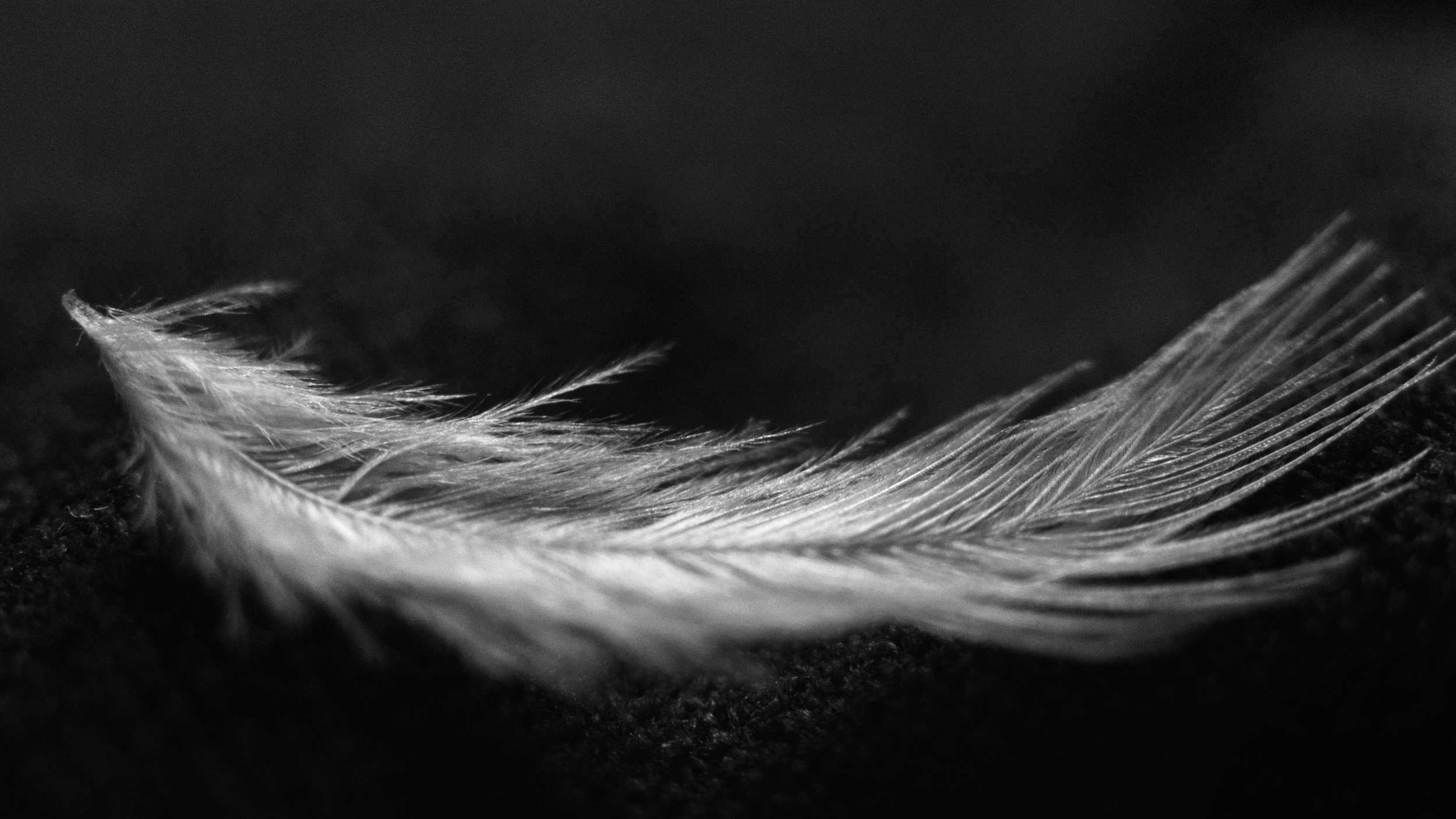 feather2.jpg