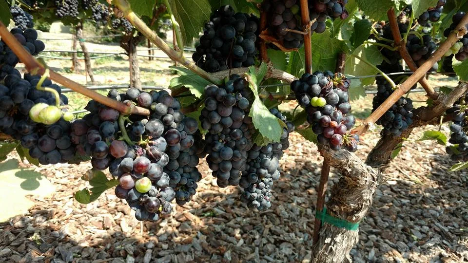 California Dreaming: Part 1   [August 10th, 2017]