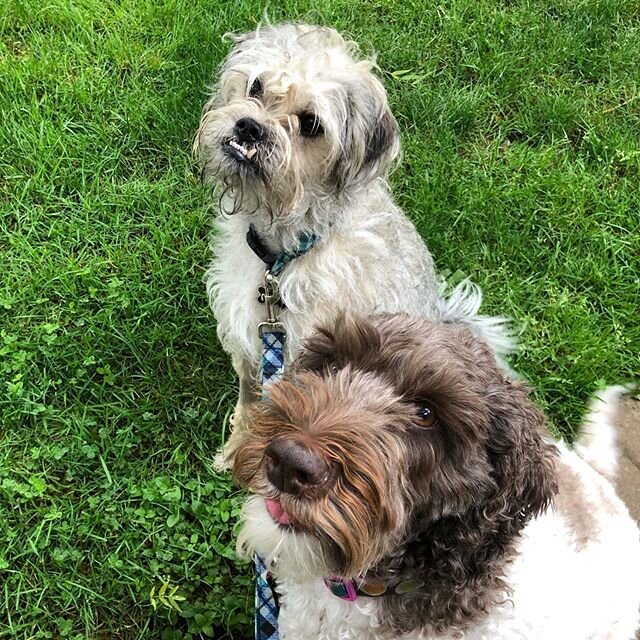 Got to have a walk with these absolute cuties and my bestie yesterday. #dogsofportland #cutepups #walkandwagpets