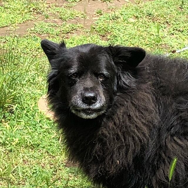 WOOHOO!!! I had my first walk since March today! Let me tell you, it felt good. I was so happy to see my friends Kona and Lupin. Hopefully I&rsquo;ll be doing more pretty soon. #goodtobeback #imissedmydogfriends #dogsofportland #portlandpups #walkand