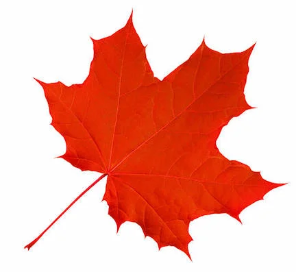 maple red.jpg