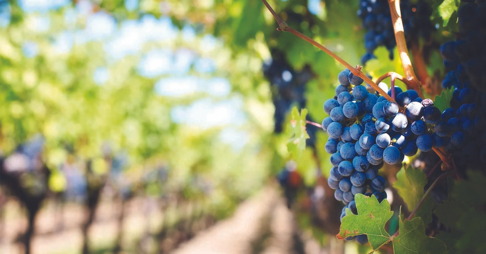 purplegrapes_web.jpg