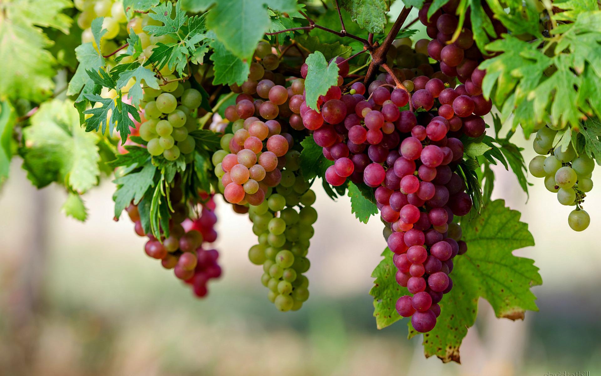 Essential Nutritional Requirements for Grapes: Fertilization and Irrigation Practices