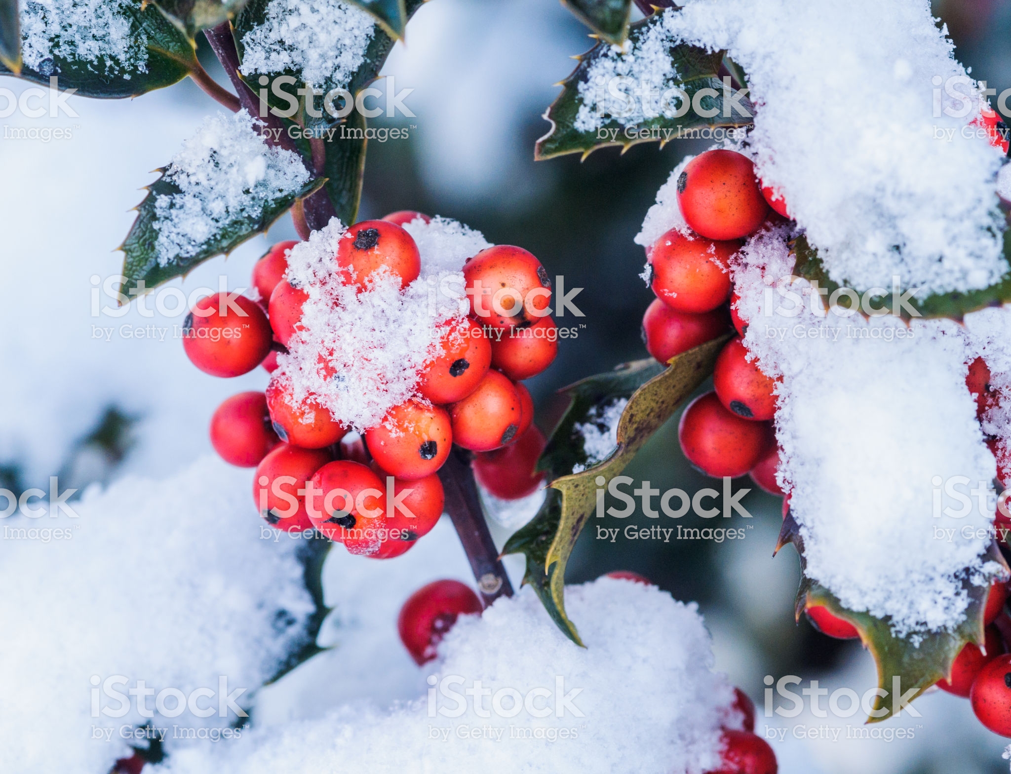 holly2.jpg