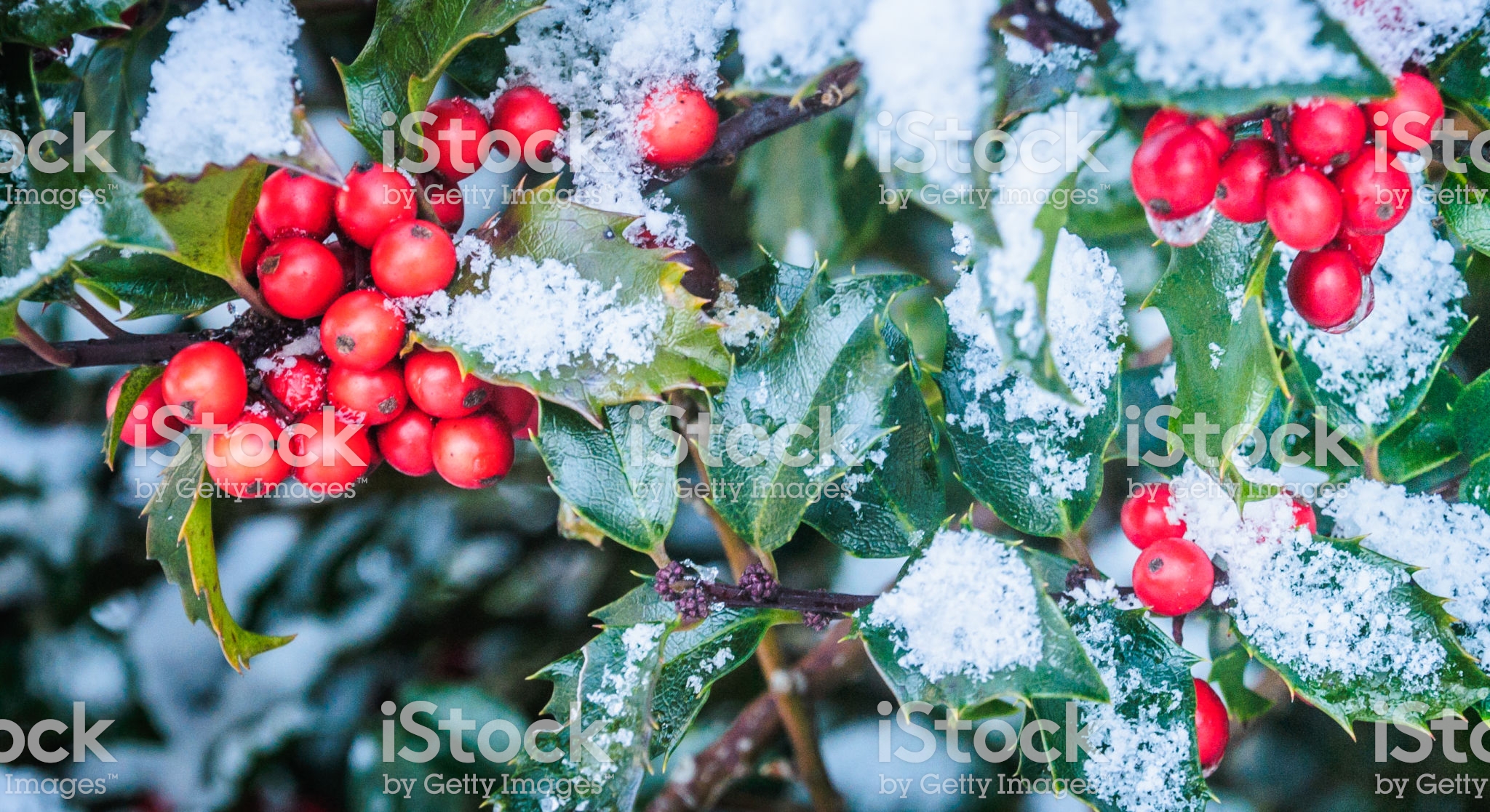 holly.jpg