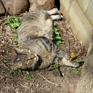 Magnum Adopted Us Christmas Day, 2000 Left Us December 1, 2007 Enjoyed Every Catnip Leaf Lovingly remembered by the Alderman Family