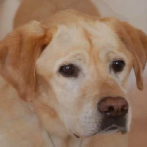 In Loving Memory of Austin…Goodbye Old Friend On March 17, 2011, we lost someone very special to us when Austin, our 14 year old Labrador retriever, passed away peacefully surrounded by staff and beloved friends. Just over four years ago, Austin came to us when he was surrendered by a family who could no longer care for him. Initially he was a fixture in the waiting room, greeting clients, but as he became older and lost his vision he spent less time up there. Austin had his share of health issues, but always seemed content and had a tail that never stopped. He had a feisty side, and this became more apparent as he realized he had certain members of the staff wrapped around his little toe. If you had a treat in your pocket or were even standing in the vicinity of a cookie jar, he knew it. You would be barked at and nudged incessantly, and were not going to get any rest until you gave it up. His begging face was irresistible – he would wrinkle his eyebrows, tilt his head, and his whole body would wriggle as he tried to convince you he was starving. At the same time, Austin was one of the most sensitive, gentle, eager-to-please, and loving dogs I have ever known. He was one of us, and we have numerous stories of how he bonded to other animals in our hospital, be they dog, cat, or even a ferret in one case. We were on a family vacation in Mexico over the March break when Austin suddenly became ill. Dr. Kean and the rest of our team worked with him to try and figure out what was wrong. Blood work, x-rays, and an ultrasound revealed that there was an intestinal obstruction and free fluid within his abdomen. The only likely cause for this in Austin’s case was an intestinal tumour that had become obstructive. He was deteriorating quickly, and as his prognosis was grave, we made the heartbreaking decision together to euthanize our beautiful boy. The girls told me that even on that final day that tail of his, that could knock you off your feet when he was in his prime, still managed to thump the floor when he heard old familiar voices. As heartbroken as we all were, and as devastated as I was not to be with him, I know that he left us that day at peace and surrounded by more love than he could ever have asked for. Thank you from the bottom of my heart to Krista, Samantha, Melanie, Melissa, Chrissy, Virginia, Abbie, Kelly, Jenn, Trevor, and Emily for the love you gave to our Austin, not just in his final hours, but every day of his life. We are so fortunate to have such a wonderful team of people and such dear friends at our hospital. I’ve always known it, but to experience it first-hand when the shoe was on the other foot, so-to-speak, was eye-opening. Austin, I miss tripping over you dozens of times each day more than I can say. We know you are up there with Tana, Brady, Molly, Chester, Suzie, and so many others who are so painfully missed. I hope those stiff old legs are young again, that you can see squirrels a mile away, and that you know how loved you were by so many. We will meet again over the Rainbow Bridge.